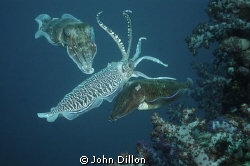 3's A Crowd
Cuttlefish Mating Ritual Feb'12
Nikon D70s ... by John Dillon 